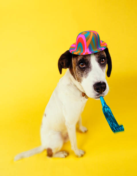 istock DOG WEARING PARTY HAT AND SQUEAKER 1000731902