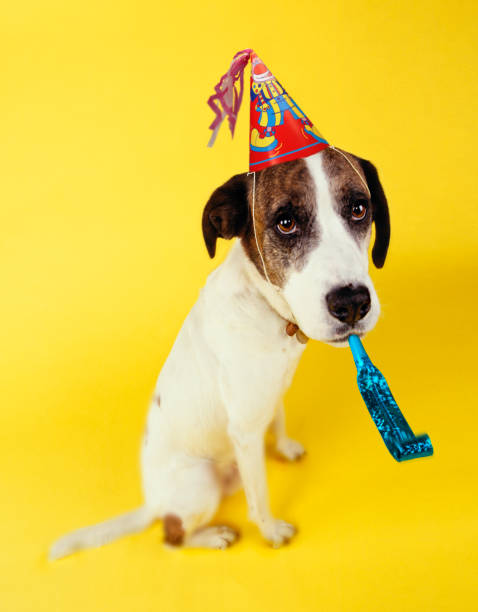 istock DOG WEARING PARTY HAT AND SQUEAKER 1000731910
