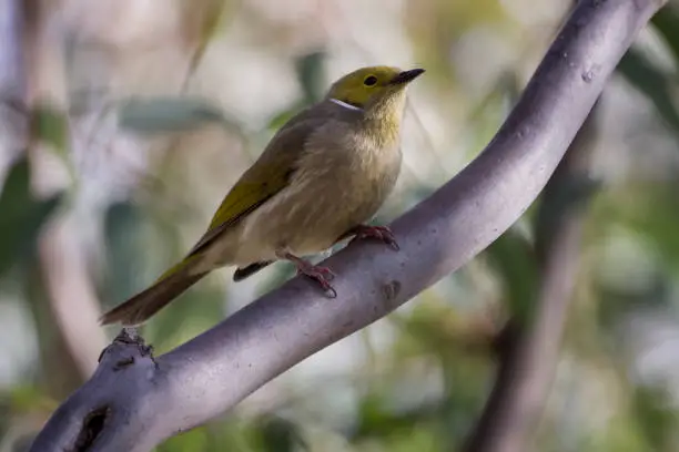 White-plumed Honeyeater (Lichenostomus penicillatus)