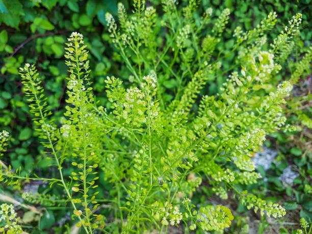 istock Least pepperwort or Virginia pepperweed 1000736550