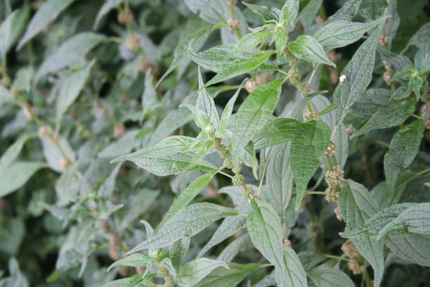 istock Parietaria officinalis. Wild plant with infiorescence 1000737004