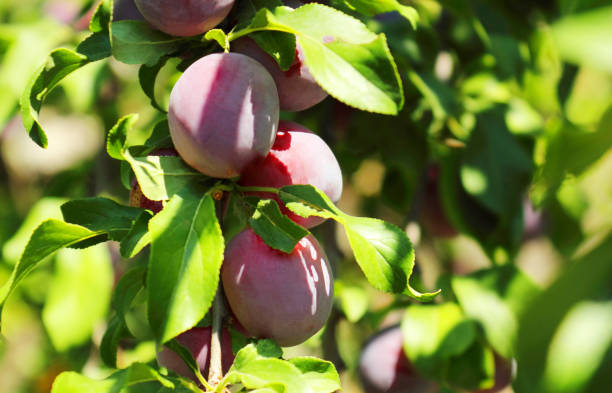 istock Plum spread or Cherry plum or cherry plum (Latin Prunus cerasífera), a good harvest. Harvest. Selective focus, side view, space for copy. 1000746146