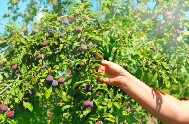 istock Plum spread or Cherry plum or cherry plum (Latin Prunus cerasífera), a good harvest. Harvest. Selective focus, side view, space for copy. 1000746172