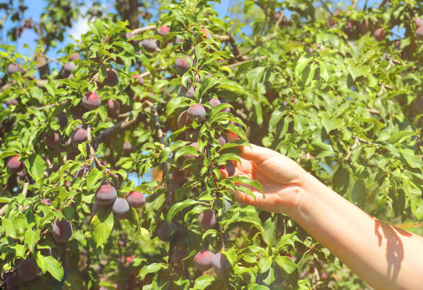 istock Plum spread or Cherry plum or cherry plum (Latin Prunus cerasífera), a good harvest. Harvest. Selective focus, side view, space for copy. 1000746180