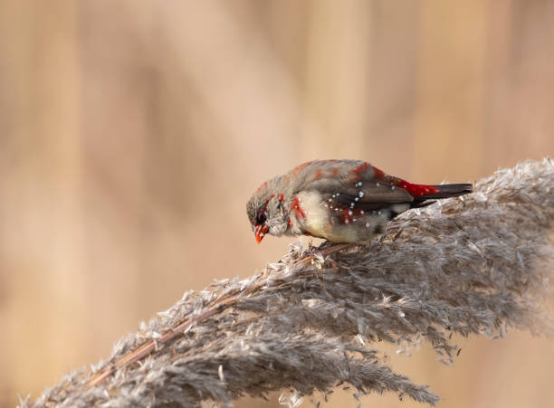 istock The red avadavat 1000747670