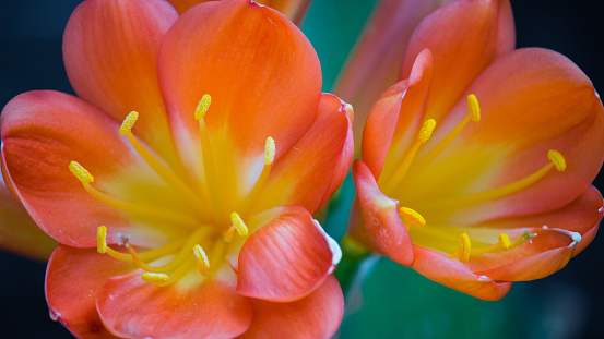 Spring flowers series, colorful tulip.