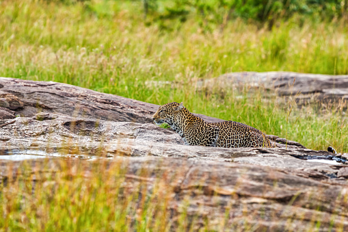 Leopard ready to attack - looking for hunting