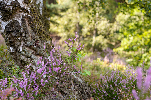 Detail shot of birches, and blooming heath in nature reserve Fischbeker Heathland.