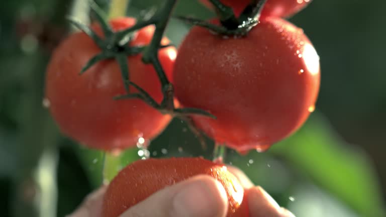 SLO MO Hand picking a tomato from a plant