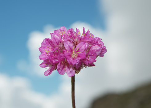 Inflorescence of Armeria alpina.