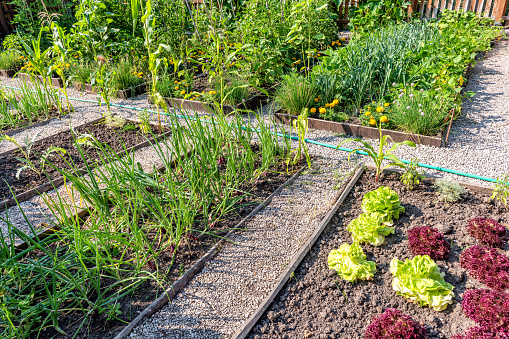 Horizontal color image of vegetable garden.