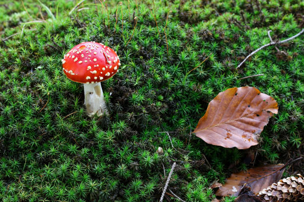 istock Small amanita muscaria in the moss 1000774268