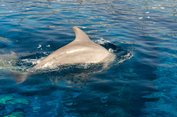 istock dolphin on the surface of the water 1000778696