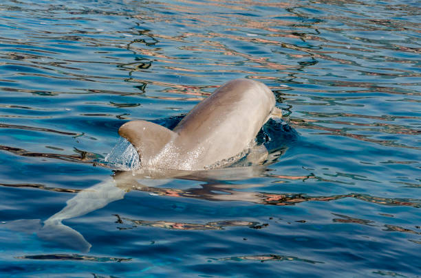 istock dolphin on the surface of the water 1000778722