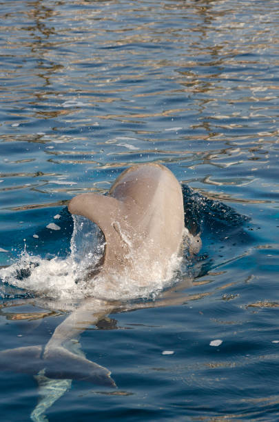istock dolphin on the surface of the water 1000778726