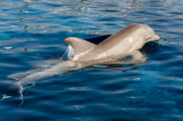 istock dolphin on the surface of the water 1000778830