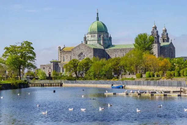 Seagulls swimming in Corrib river and Galway Cathedral in background, Galway, Ireland