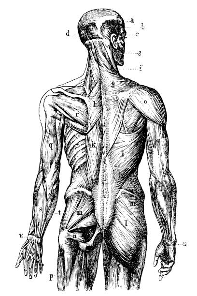 다시 인간의 근육 - pencil drawing drawing anatomy human bone stock illustrations