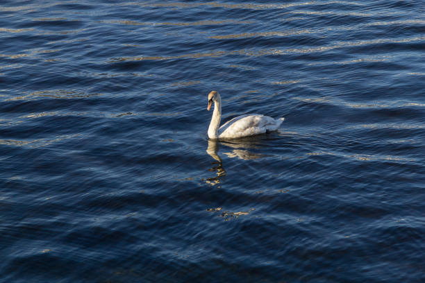 istock Swan swimming in Corrib river 1000784826