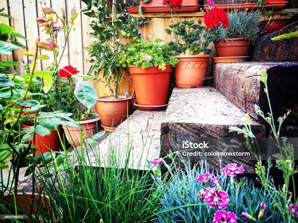 Beautiful garden flower arrangement and wooden steps Colour image depicting a collection of potted plants and flowers outdoors in a domestic garden. There are beautiful fresh plants either side of some wooden steps made of old railway sleepers. Room for copy space. Yard - Grounds Stock Photo