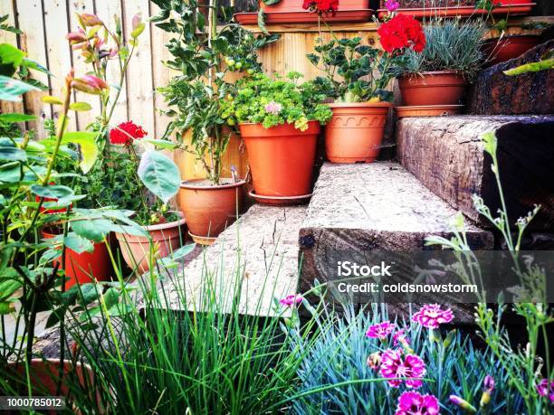 Beautiful Garden Flower Arrangement And Wooden Steps Stock Photo - Download Image Now