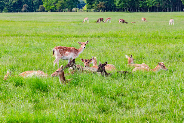 istock Group of deers, fields and trees in Phoenix park 1000804666