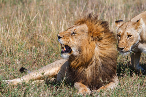 istock Mating couple of lions 1000805008