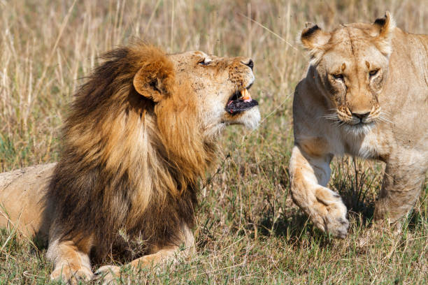 istock Mating couple of lions 1000805010