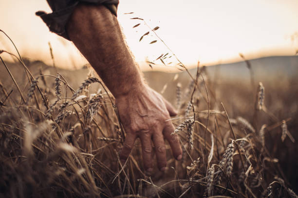 istock Farmer touching golden heads of wheat while walking through field 1000814466