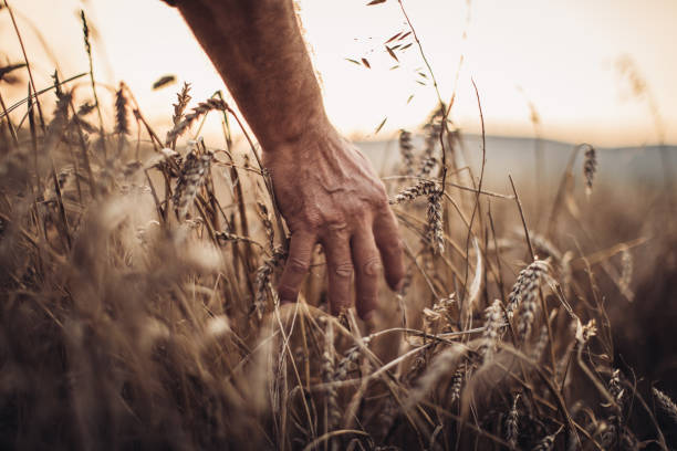 istock Farmer touching golden heads of wheat while walking through field 1000814690