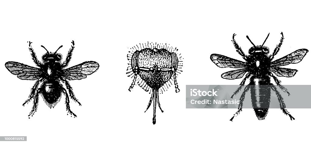 Bees Illustration of a bees Bee stock illustration