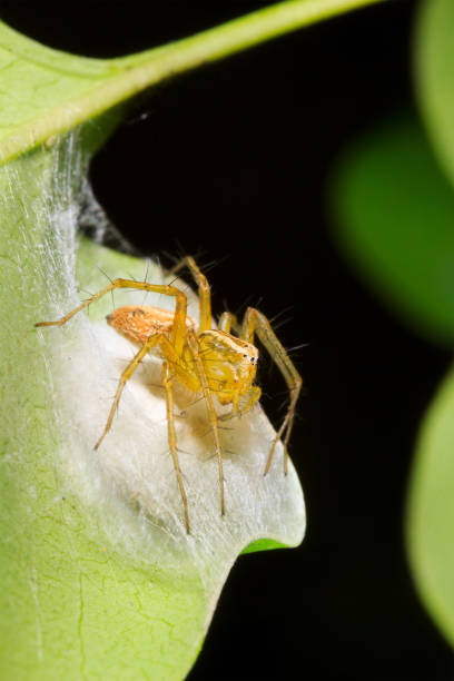 istock small spider jumping in a natural habitat 1000820682