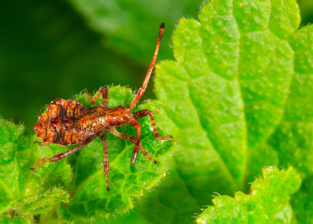 istock a young brown bedbug sorrel edge (Coreus marginatus) sits on a green leaf 1000820688