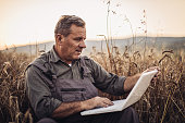 Businessman farmer is on a field of ripe wheat and holds a laptop in his hands.