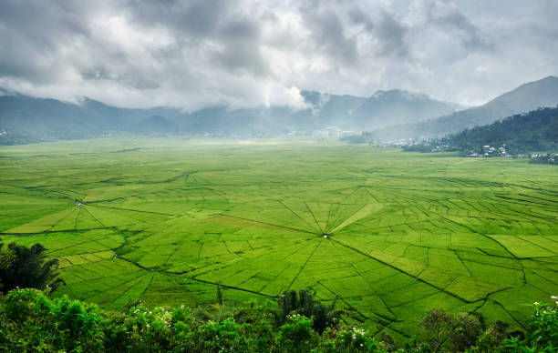 luftaufnahme des grünen lingko spider web reisfelder mit sonnenlicht piercing durch wolken auf das feld mit regnen. flores, east nusa tenggara, indonesien - labuanbajo stock-fotos und bilder