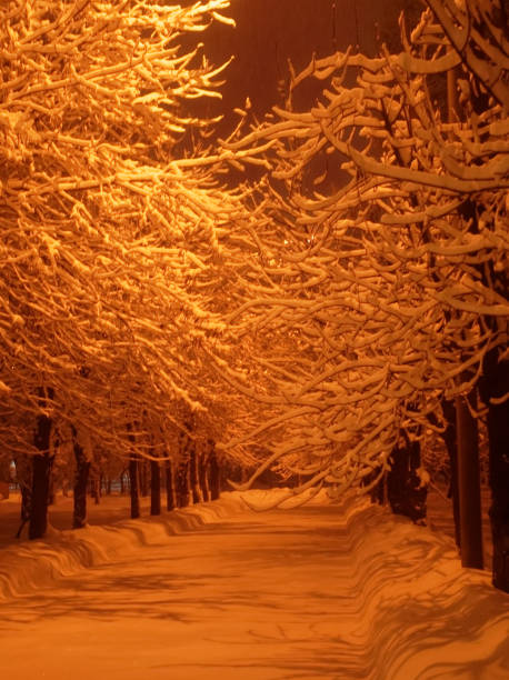 istock evening in the Park in winter 1000833936