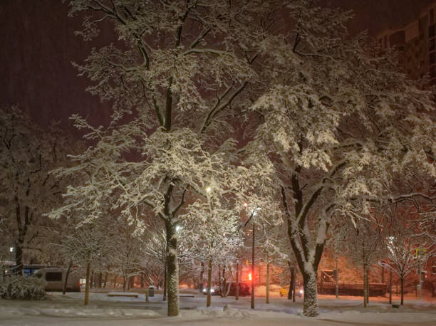 istock evening in the Park in winter 1000833978