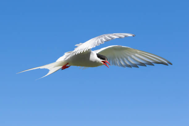 istock Arctic Tern in a beautiful pose in the sky 1000837956