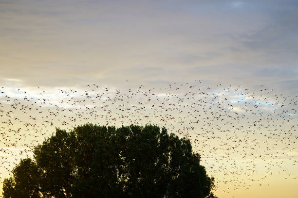 istock large flying flack of blackbirds thrustle 1000838428