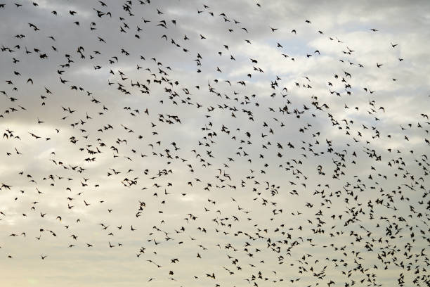 istock large flying flack of blackbirds thrustle 1000838586