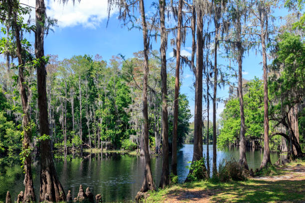 entlang der wasserkante shingle creek - treelined forest at the edge of scenics stock-fotos und bilder