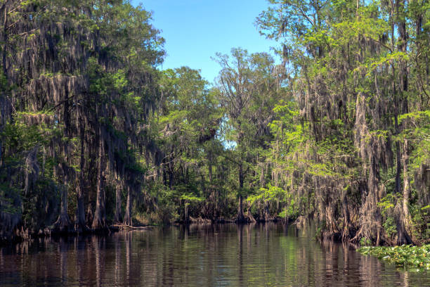 istock Coming to a Bend in the Creek 1000842012
