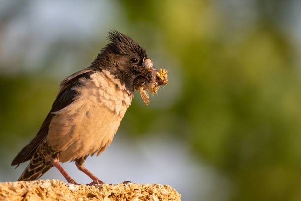 istock Rosy Starling (Sturnus roseus) sits on a stone with a grasshoppers in its beak 1000849562