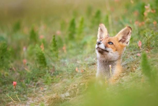 istock Young Red Fox looks out of his burrows 1000849694
