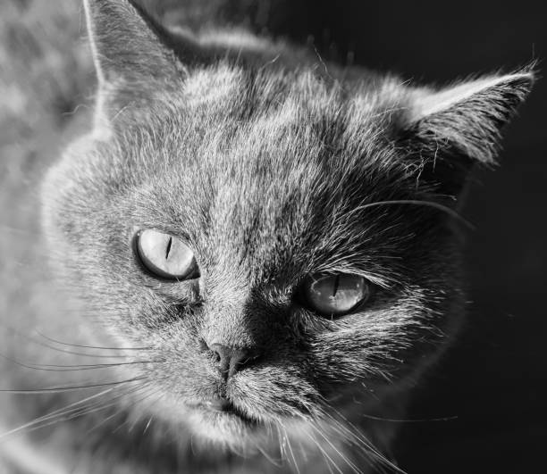 istock british shorthair cat closeup 1000853158