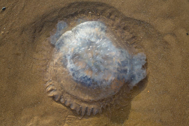 istock Jellyfish (Rhopilema nomadica )  on the sandy beach, Abstract natural background, Close up shot 1000853528