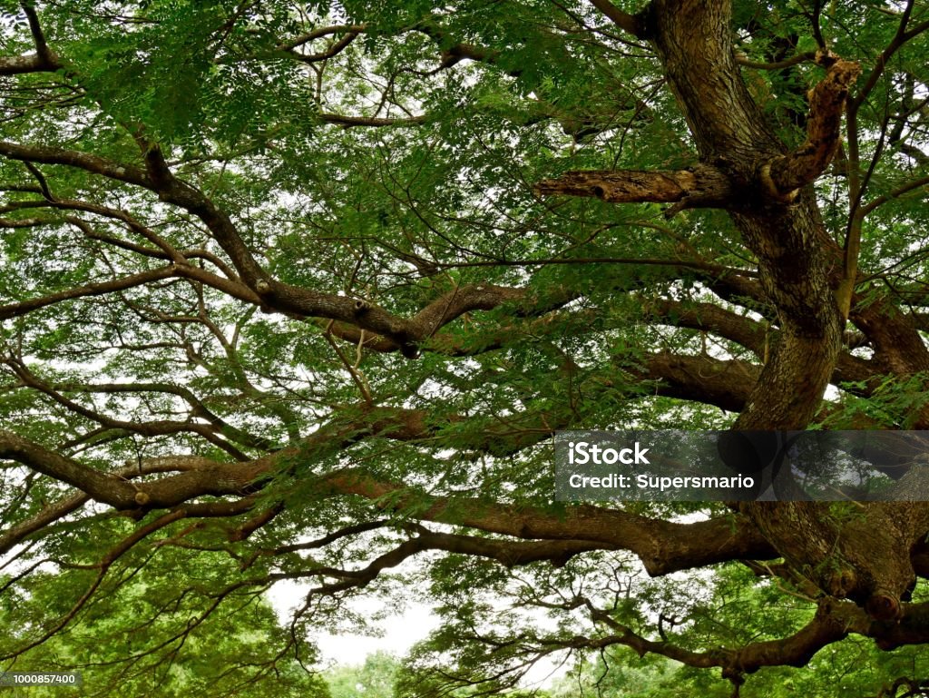 Empty Tree Real Giant Tree In Empty Field Stock Photo - Download Image Now ...