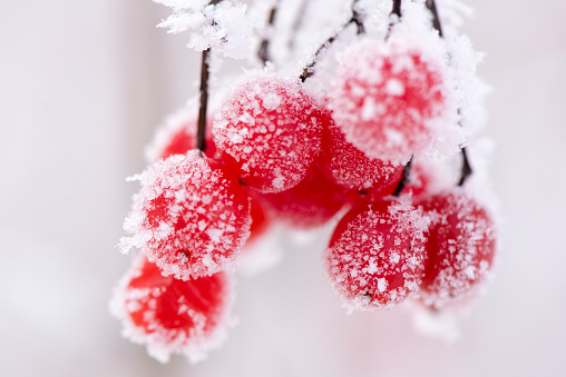 red berry with frost and ice at very cold winter day