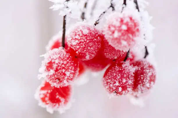 Photo of berries with frost and ice