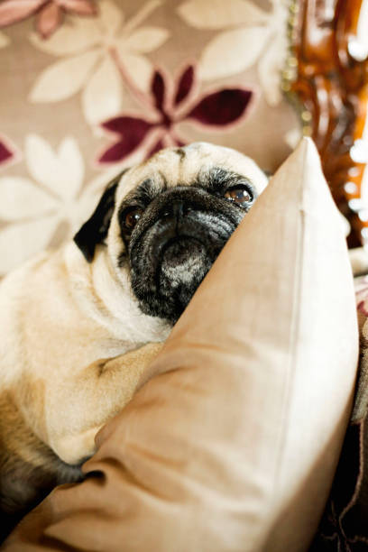 istock Dog pug lies on pillow 1000863066